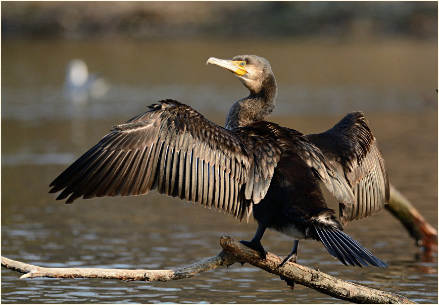 Kormoran (Phalacrocorax carbo)