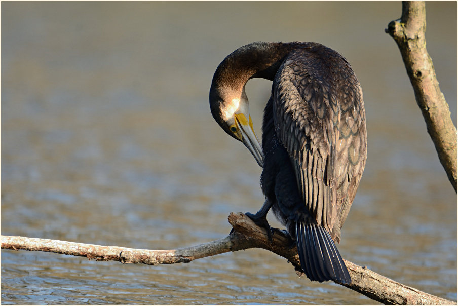 Kormoran (Phalacrocorax carbo)