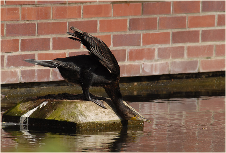 Kormoran (Phalacrocorax carbo)