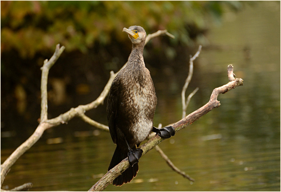 Kormoran (Phalacrocorax carbo)