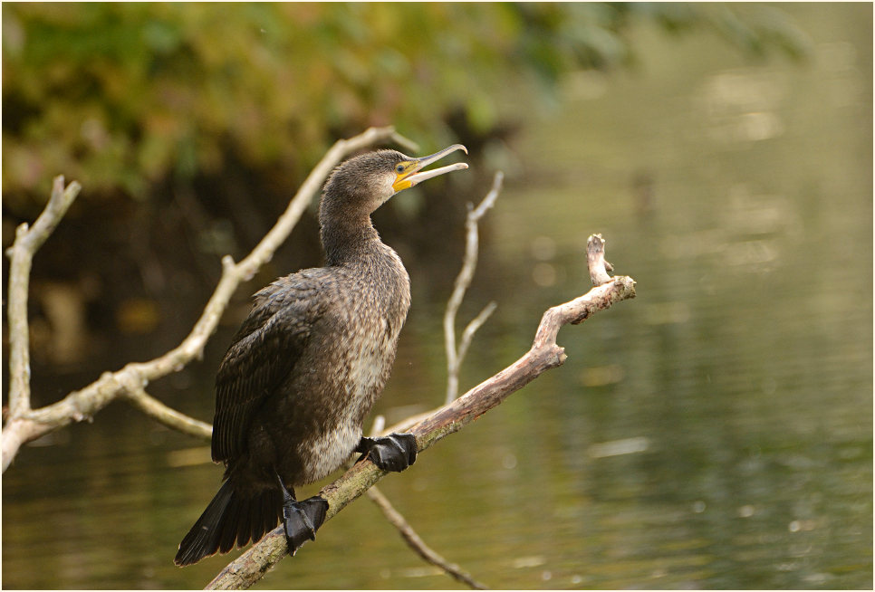Kormoran (Phalacrocorax carbo)