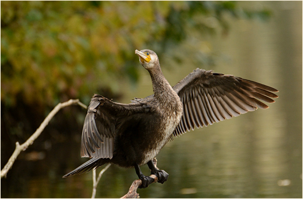 Kormoran (Phalacrocorax carbo)