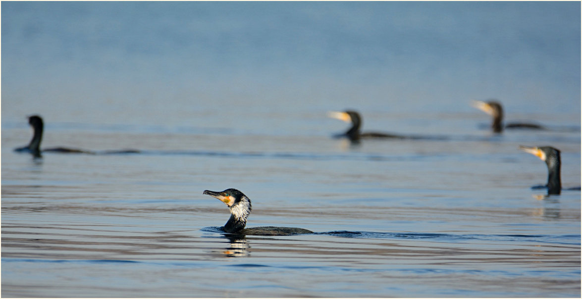 Kormoran (Phalacrocorax carbo)