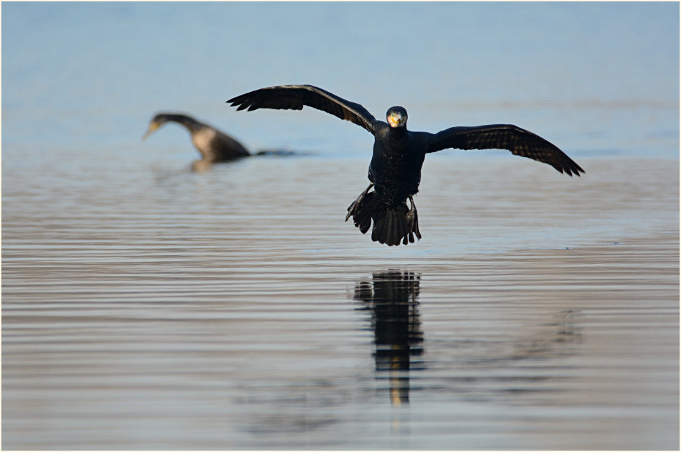 Kormoran (Phalacrocorax carbo)