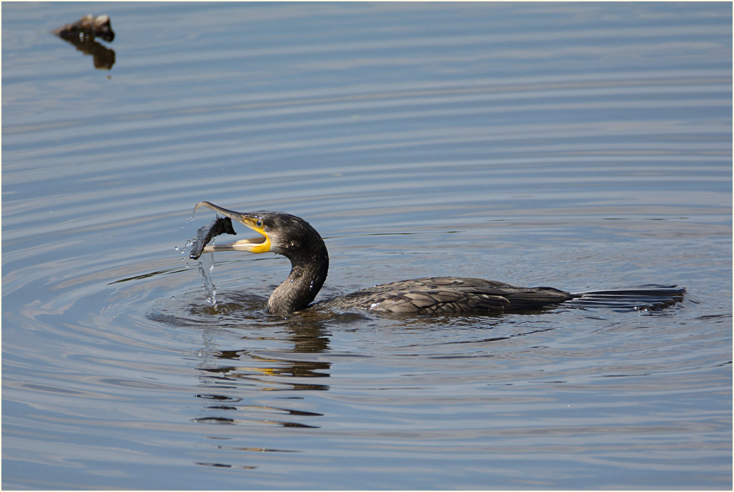 Kormoran (Phalacrocorax carbo)