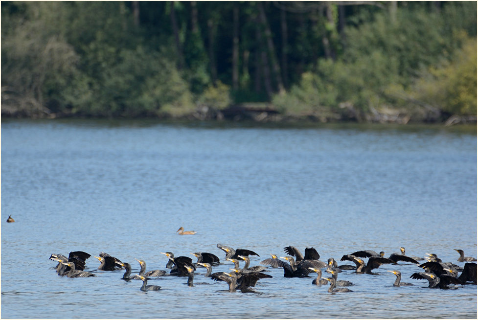 Kormoran (Phalacrocorax carbo)