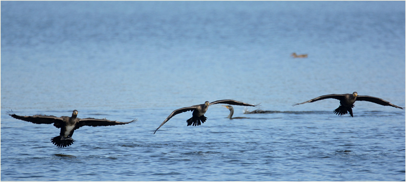 Kormoran (Phalacrocorax carbo)