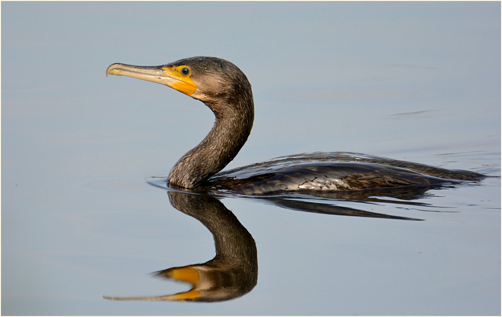 Kormoran (Phalacrocorax carbo)