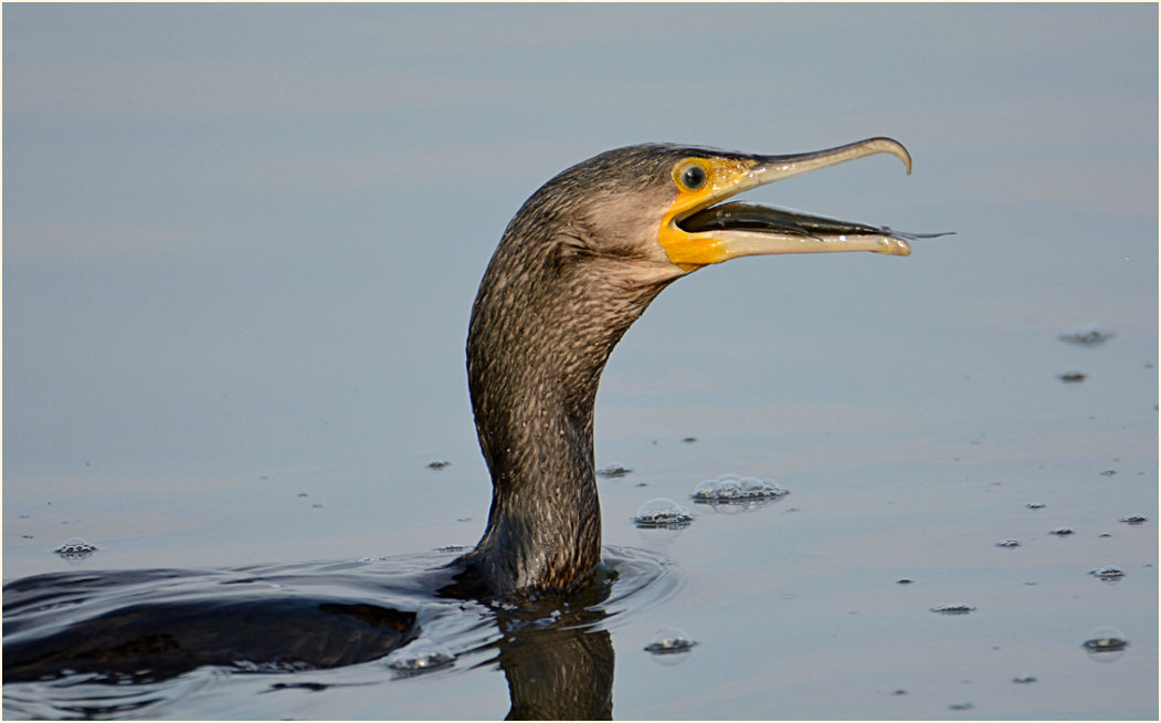 Kormoran (Phalacrocorax carbo)