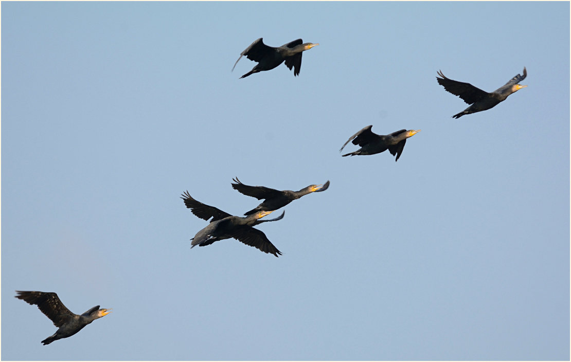 Kormoran (Phalacrocorax carbo)