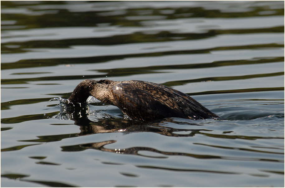 Kormoran (Phalacrocorax carbo)