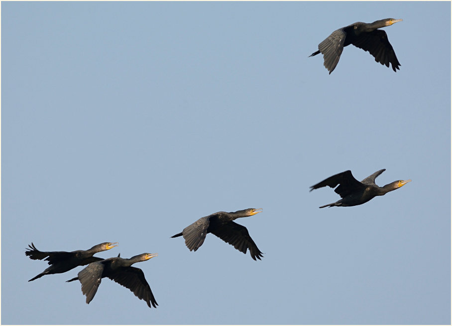 Kormoran (Phalacrocorax carbo)