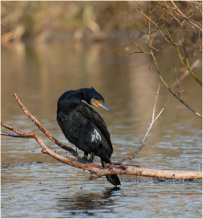 Kormoran (Phalacrocorax carbo)