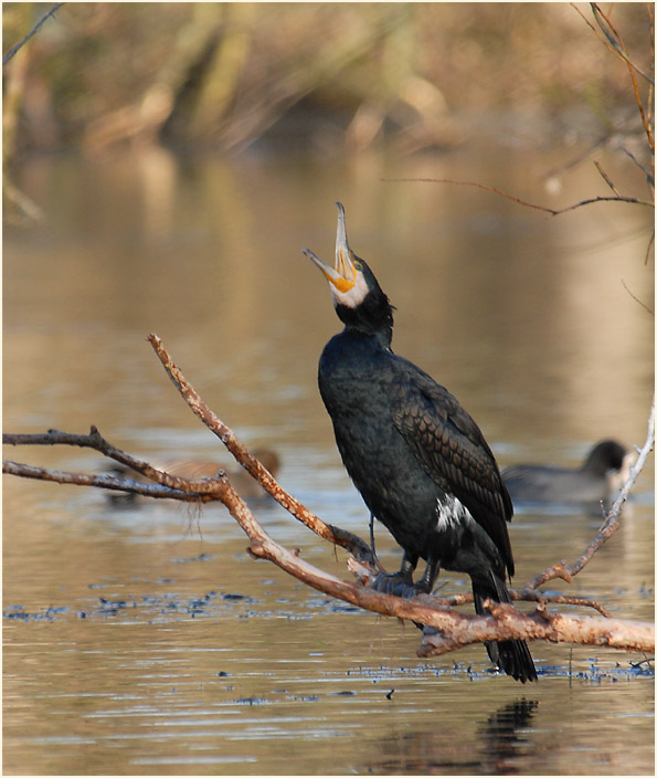 Kormoran (Phalacrocorax carbo)