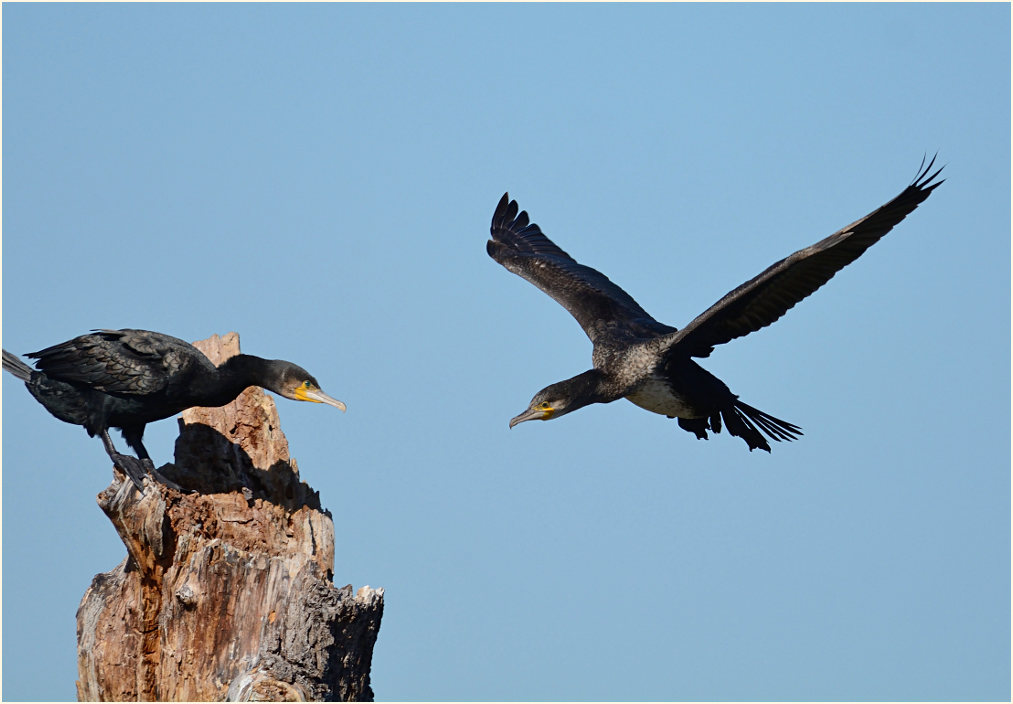 Kormoran (Phalacrocorax carbo)