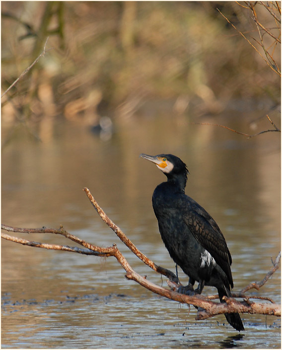 Kormoran (Phalacrocorax carbo)