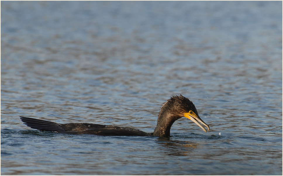 Kormoran (Phalacrocorax carbo)