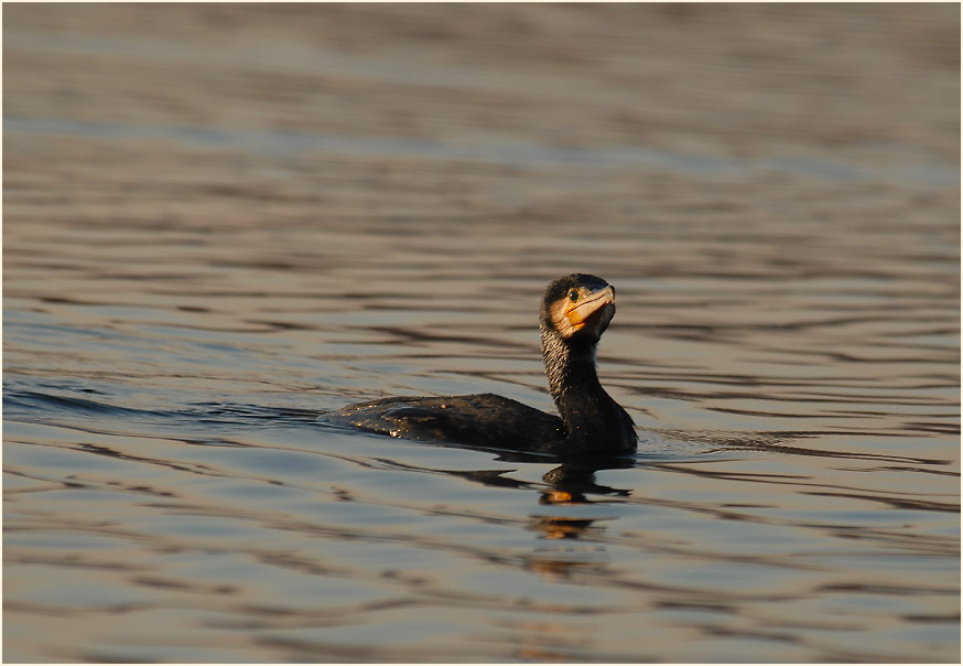 Kormoran (Phalacrocorax carbo)