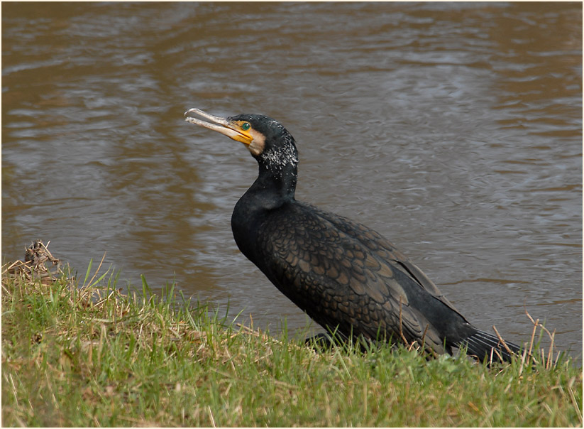Kormoran (Phalacrocorax carbo)