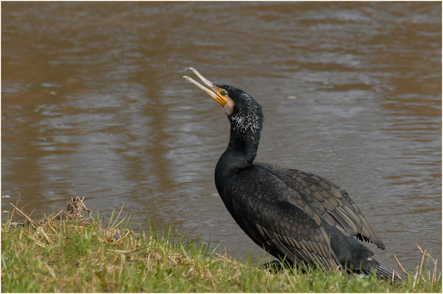 Kormoran (Phalacrocorax carbo)