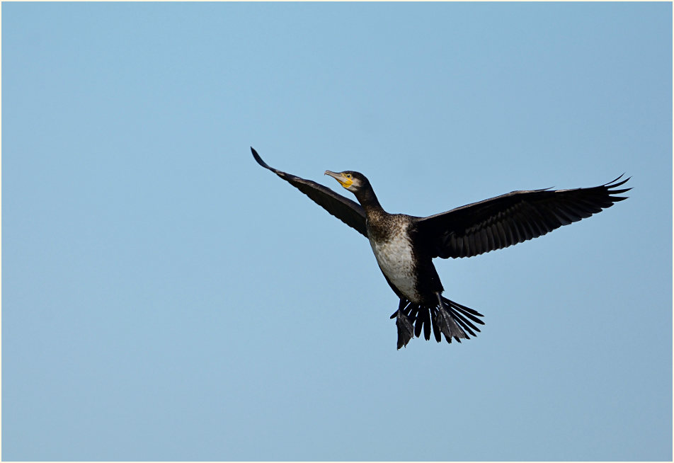 Kormoran (Phalacrocorax carbo)