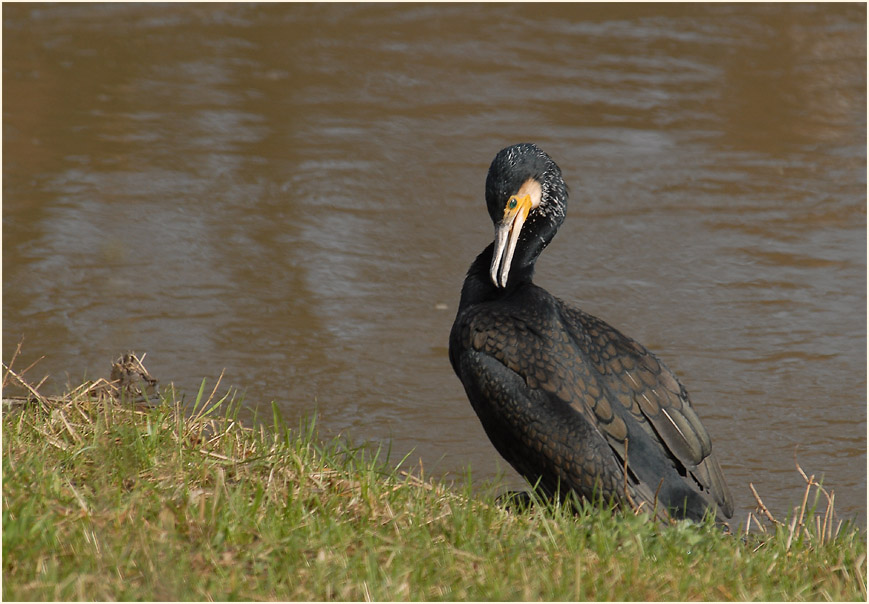 Kormoran (Phalacrocorax carbo)
