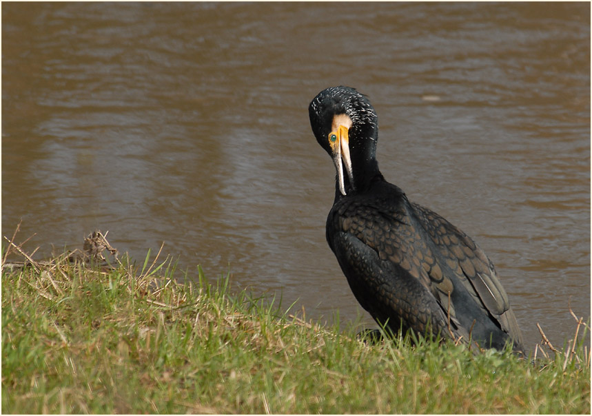Kormoran (Phalacrocorax carbo)
