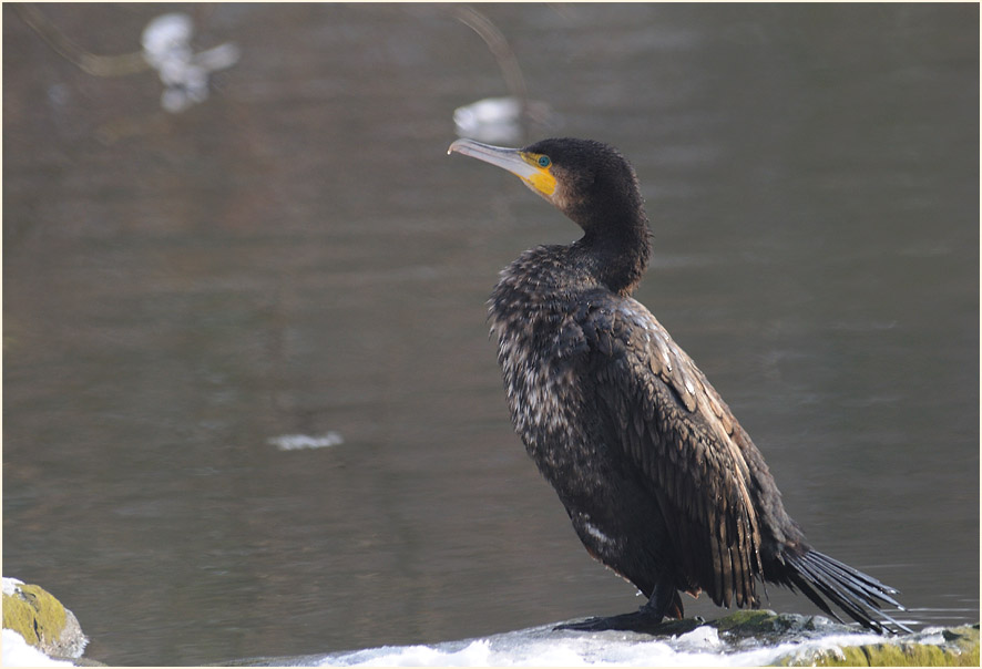 Kormoran (Phalacrocorax carbo)