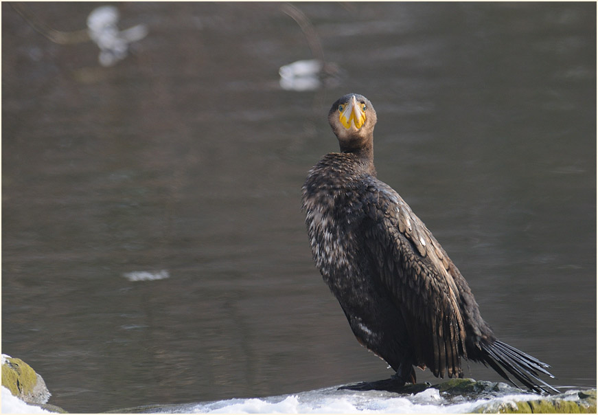 Kormoran (Phalacrocorax carbo)