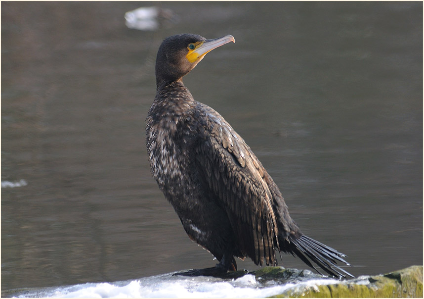 Kormoran (Phalacrocorax carbo)
