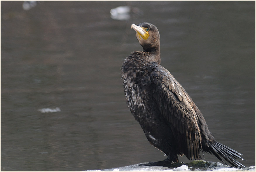Kormoran (Phalacrocorax carbo)