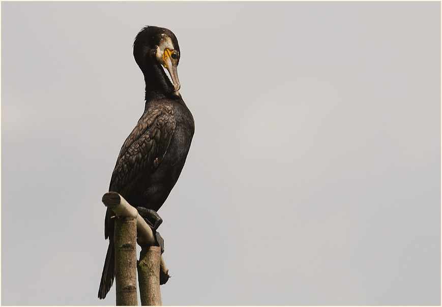Kormoran (Phalacrocorax carbo)