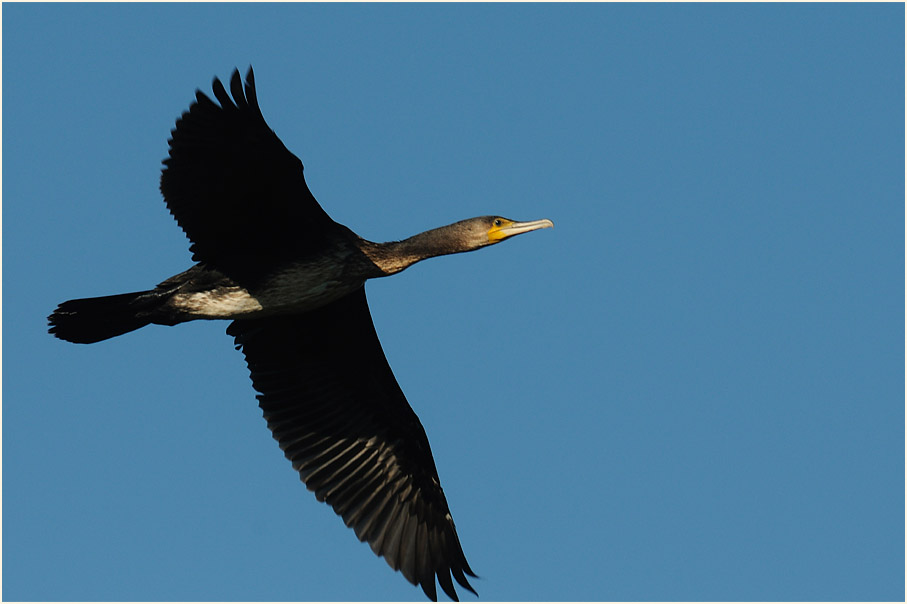 Kormoran (Phalacrocorax carbo)