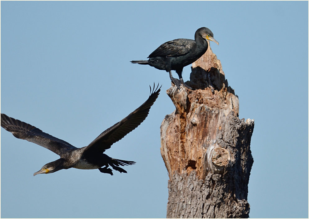 Kormoran (Phalacrocorax carbo)