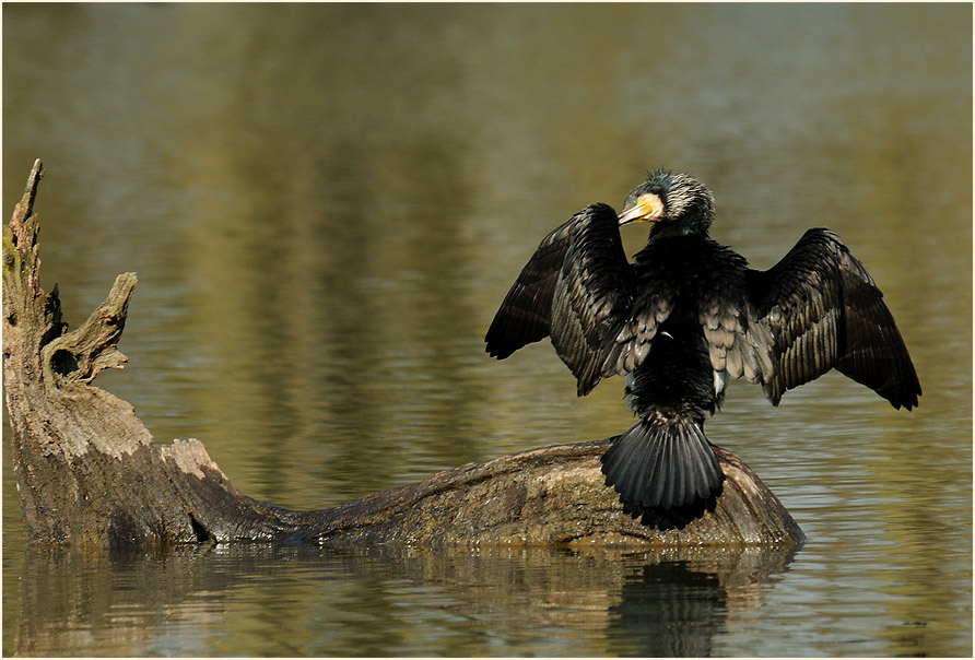 Kormoran (Phalacrocorax carbo)