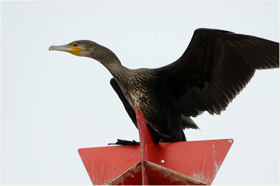 Kormoran (Phalacrocorax carbo)