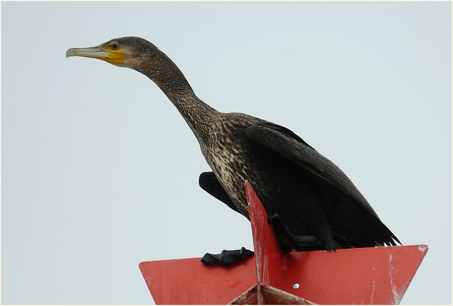 Kormoran (Phalacrocorax carbo)