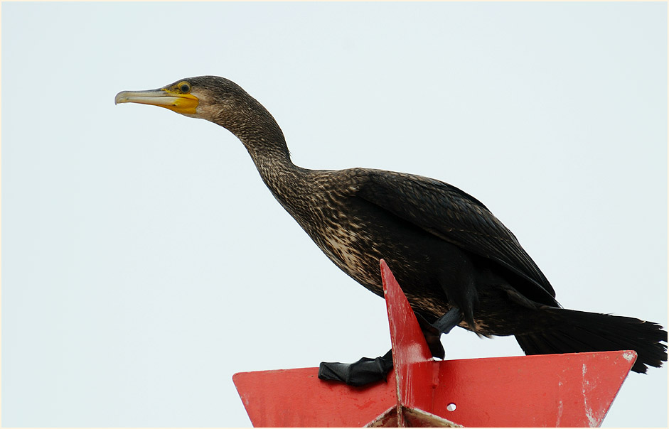 Kormoran (Phalacrocorax carbo)