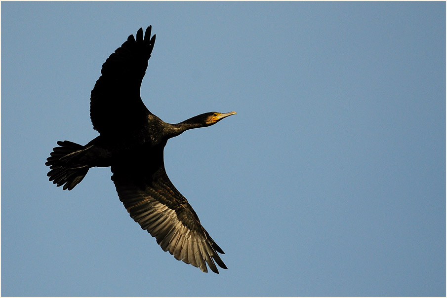Kormoran (Phalacrocorax carbo)