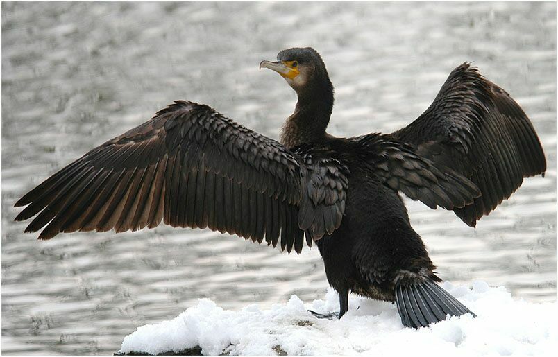 Kormoran (Phalacrocorax carbo)