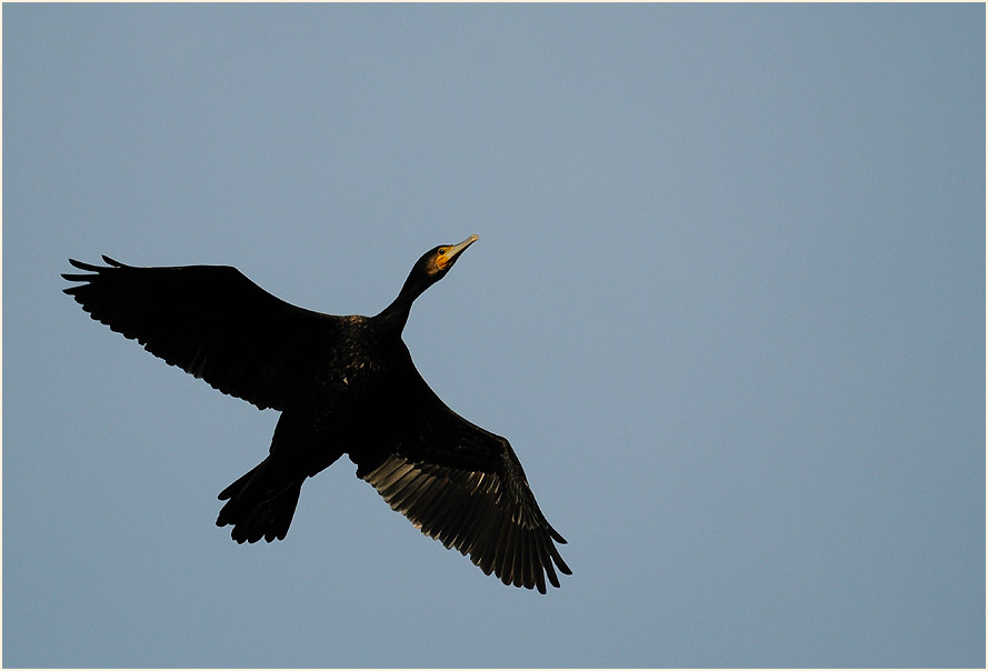 Kormoran (Phalacrocorax carbo)