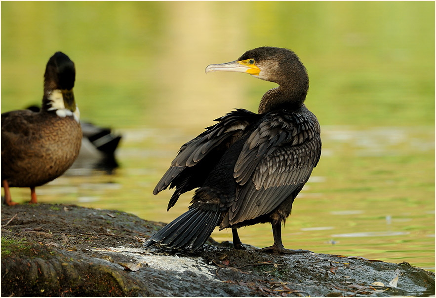 Kormoran (Phalacrocorax carbo)