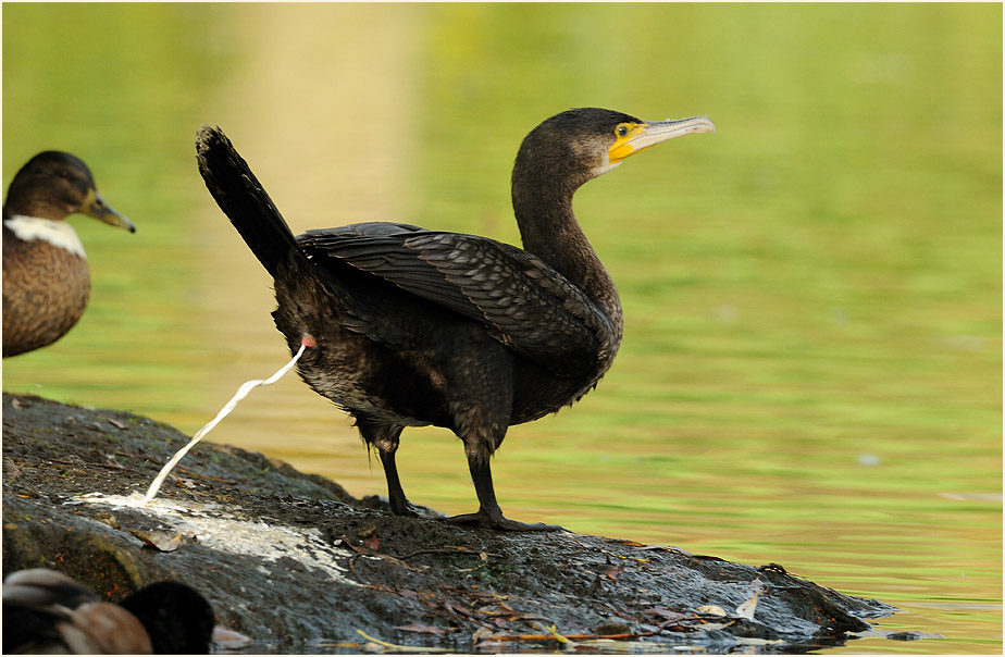 Kormoran (Phalacrocorax carbo)