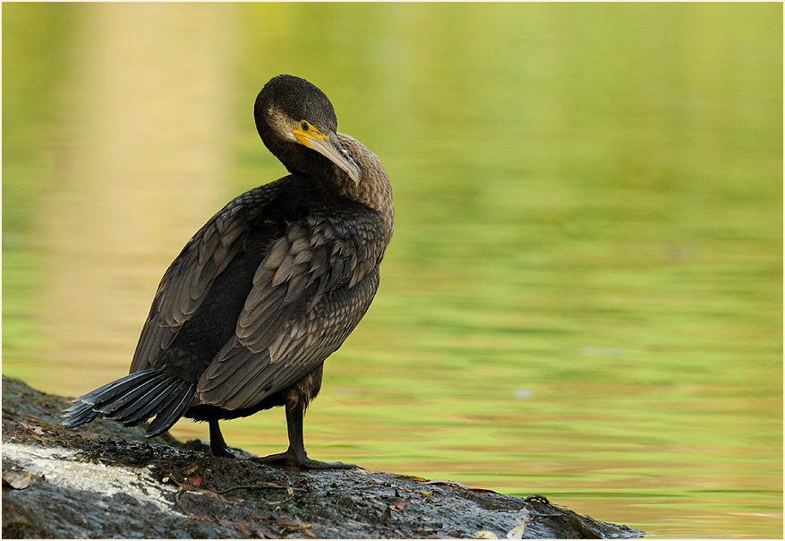 Kormoran (Phalacrocorax carbo)