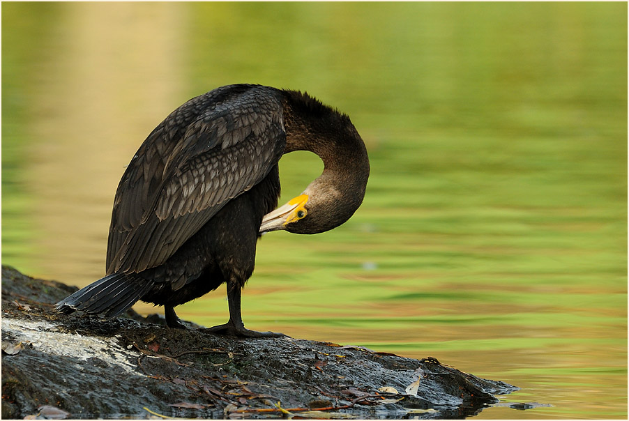 Kormoran (Phalacrocorax carbo)
