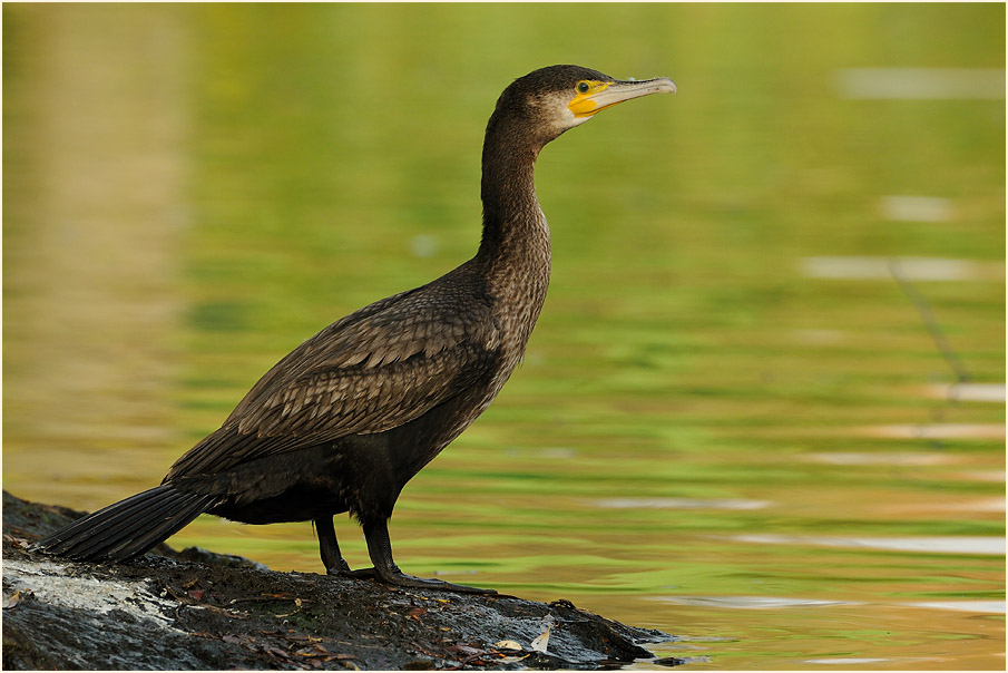 Kormoran (Phalacrocorax carbo)