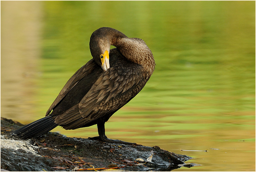 Kormoran (Phalacrocorax carbo)