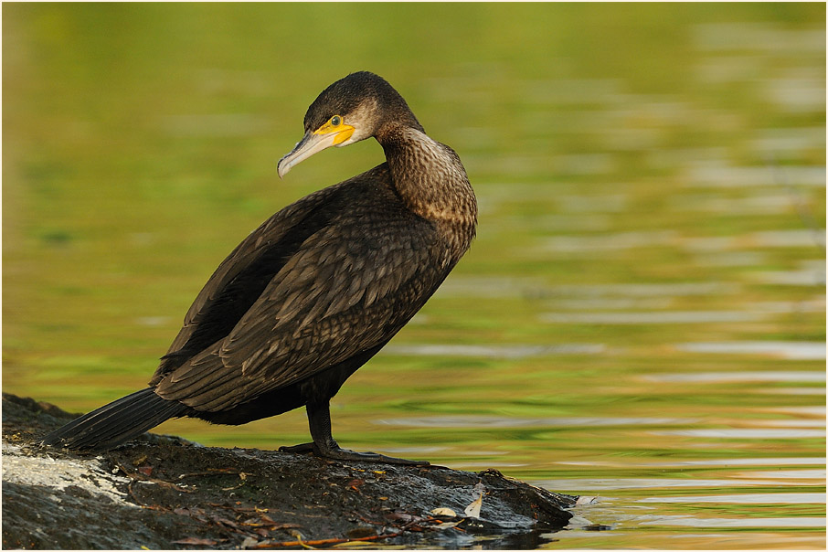 Kormoran (Phalacrocorax carbo)