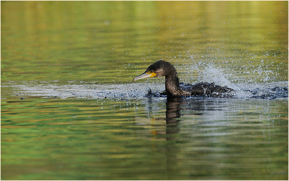 Kormoran (Phalacrocorax carbo)