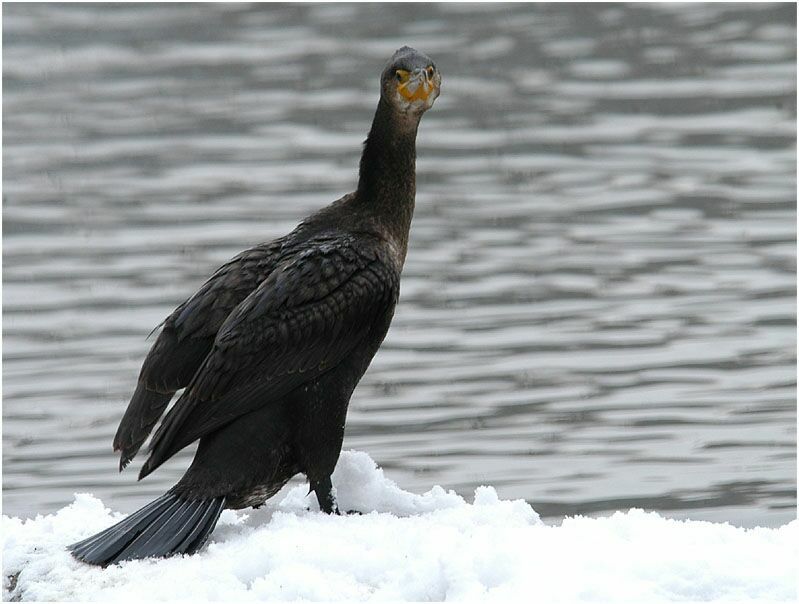 Kormoran (Phalacrocorax carbo)